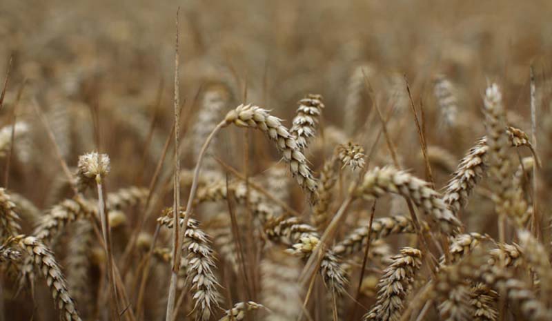 Protein in wheat could exacerbate chronic health conditions